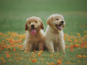 Two yellow labrador puppies